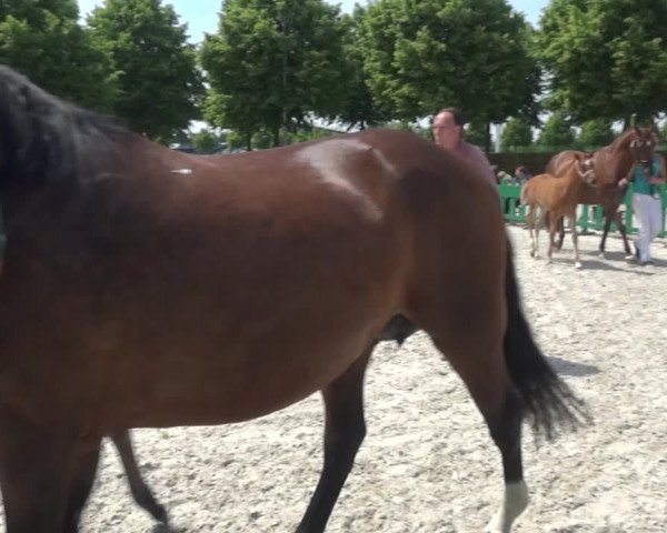 Euregio-Pferdeschau Aachen