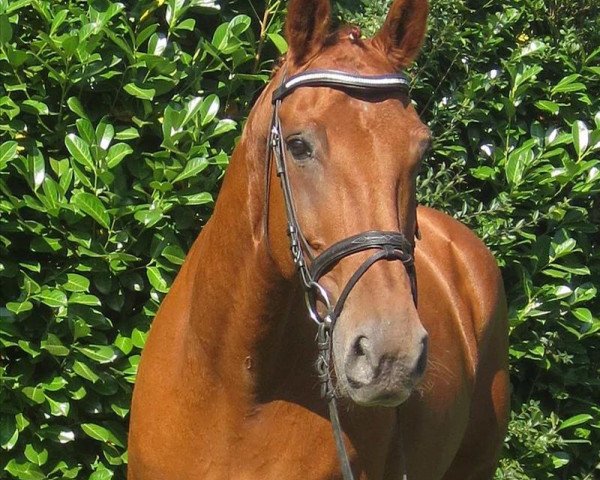 horse World Boy 7 (Hanoverian, 2001, from Wolkenstein II)