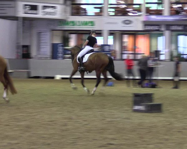 Stutenleistungsprüfung Münster-Handorf 2021