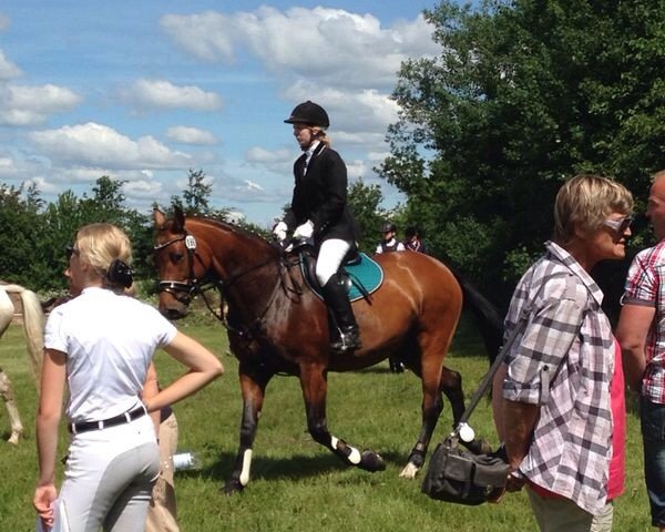 horse Tyra 19 (Holsteiner, 2008, from Consens)