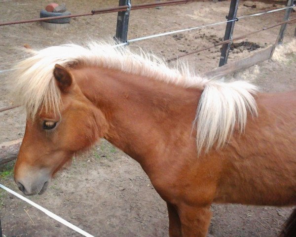 horse Mick vom Purnitzgrund (Shetland Pony, 2012, from Mister Milano PrH*)