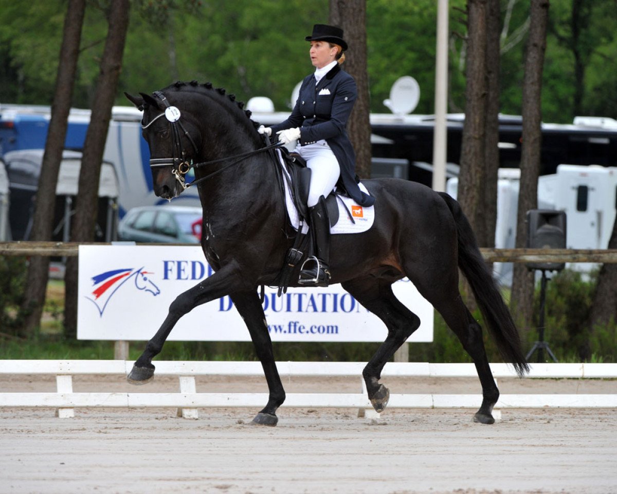 Hřebec Rubinio NRW 3 (Westfálský kůň, 2003, od Rubin Royal OLD)