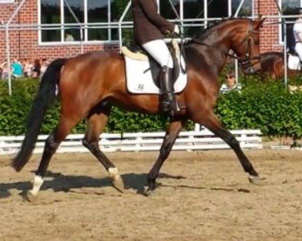 Springpferd Bentley (Westfale, 2010, von Belissimo NRW)