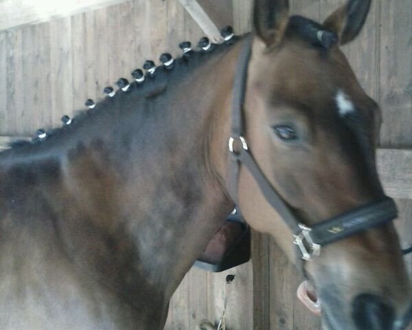 jumper Estrella Mandy (German Riding Pony, 2004)