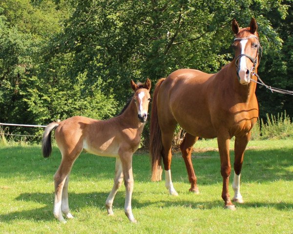 broodmare Felida (Westphalian, 1997, from Faveur)