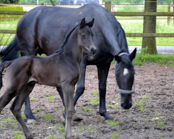 dressage horse Floris (Westphalian, 2014, from For Romance I) dressage horse Floris (Westphalian, 2014, from For Romance I)