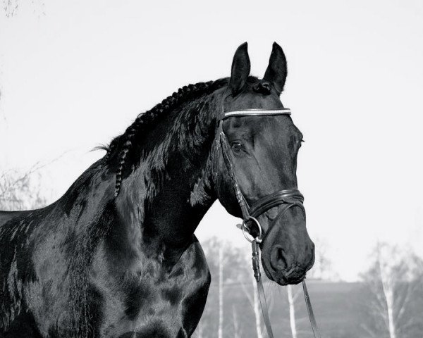 dressage horse Ramiro 330 (Friese, 2003, from Jasper 336 P) dressage horse Ramiro 330 (Friese, 2003, from Jasper 336 P)