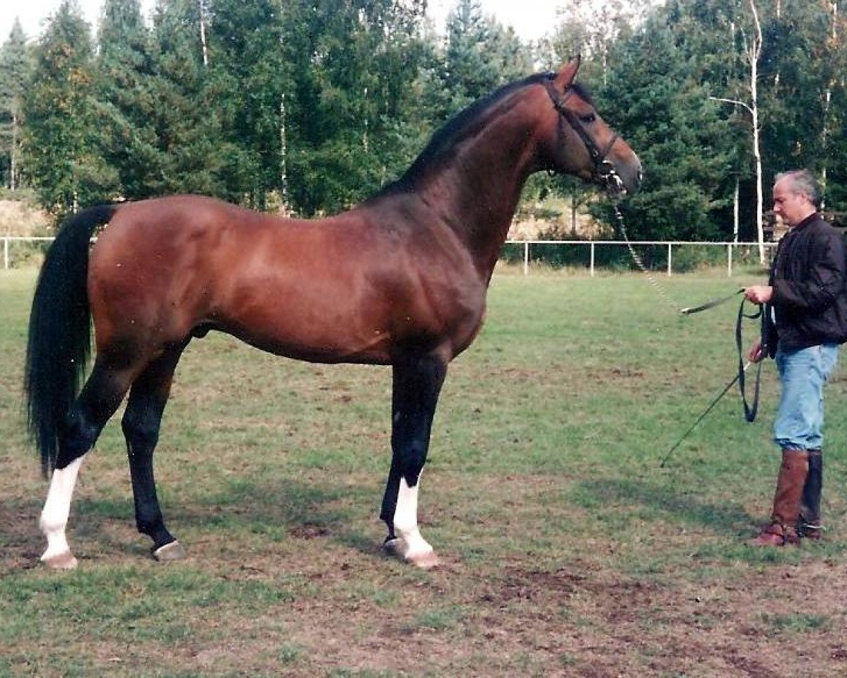 Deckhengst Chess (Schwedisches Warmblut, 1988, von Cortez)