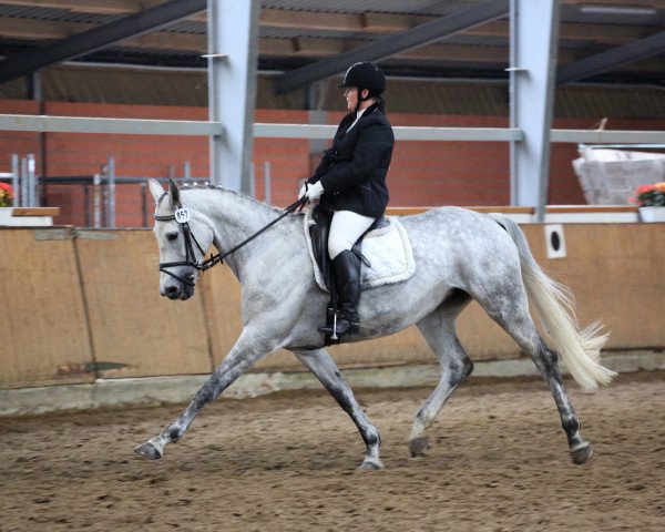 dressage horse Peppi 25 (Westphalian, 2004, from Popcorn)