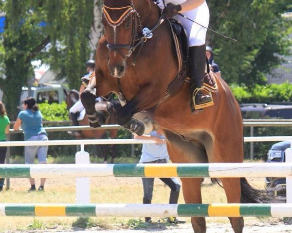 Springpferd Giggolo 19 (KWPN (Niederländisches Warmblut), 2005, von Montreal)