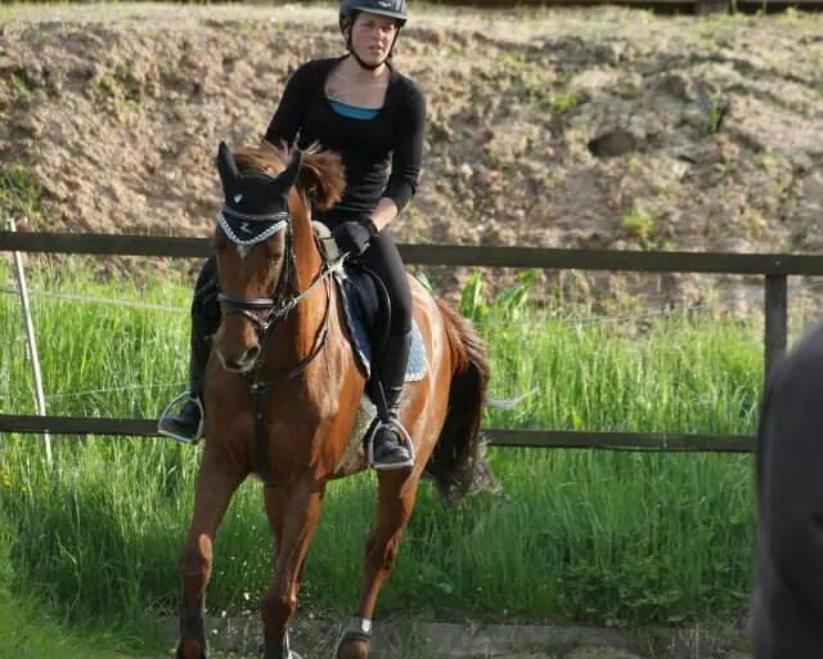 broodmare O-Ala Bonheur (Holsteiner, 1999, from Acorado I)