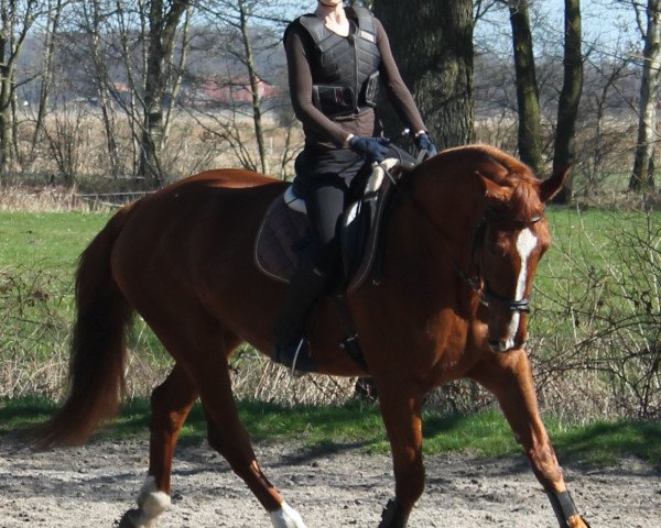 horse Loire (German Warmblood, 2003, from Lauriston)