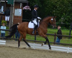 dressage horse Bon Ami 26 (Westphalian, 2009, from Belissimo NRW)