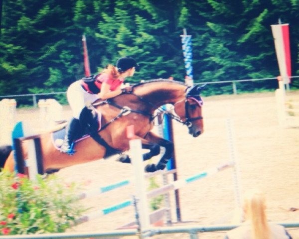 jumper Romeo 799 (Württemberger, 2007, from Romanoff J)