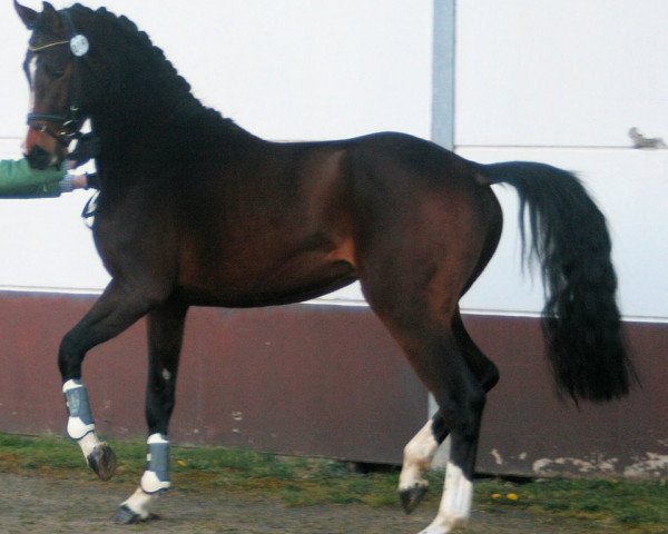 jumper Cancara 15 (Zweibrücken, 2011, from DSP Con Spirit)