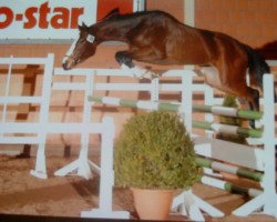 broodmare Isabelle 45 (Rhinelander, 2005, from It's Me du Mesnil)