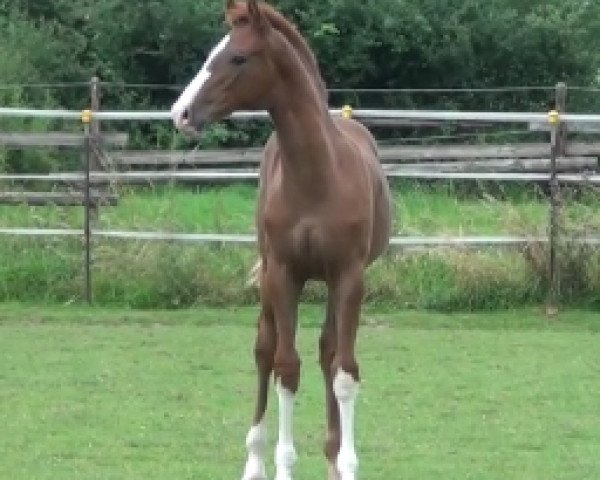 dressage horse Safe and Sound (Rhinelander, 2014, from Sir Donnerhall I)