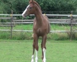 dressage horse Safe and Sound (Rhinelander, 2014, from Sir Donnerhall I)