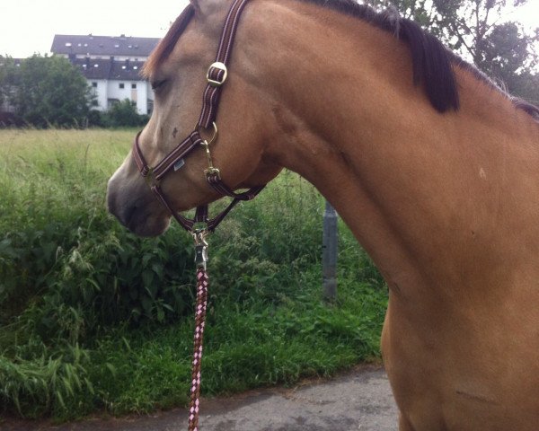 Pferd Infinity (Deutsches Reitpony,  , von Fehkamp's Coestelin)
