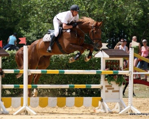 jumper A Lot of Luck (KWPN (Royal Dutch Sporthorse), 2005, from Nabab de Rêve)