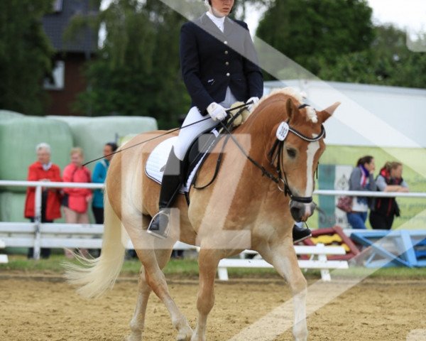 dressage horse Nils 110 (Haflinger, 2005, from Nokia)