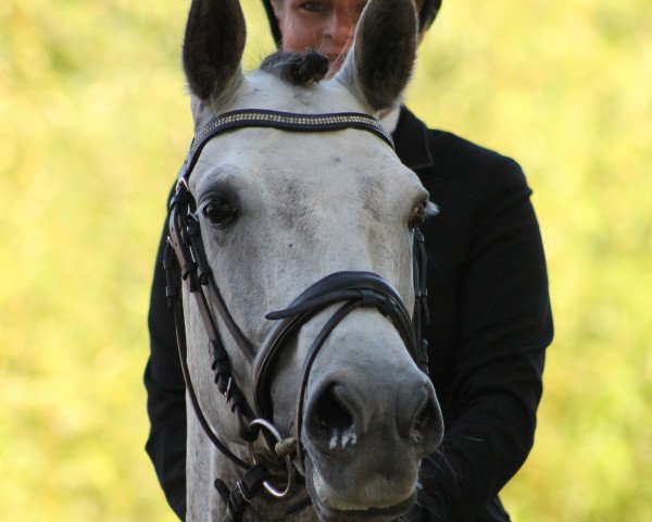 jumper All In Z (Westphalian, 2008, from Arpeggio)