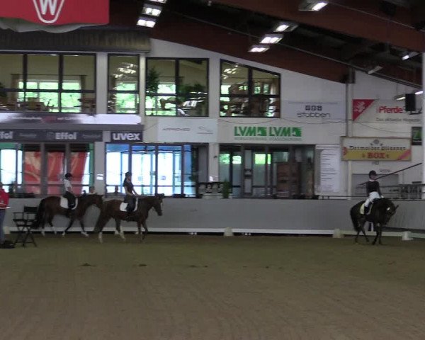 Stutenleistungsprüfung Münster-Handorf 2021
