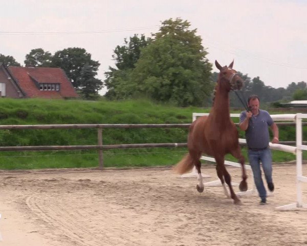 Stutenleistungsprüfung Gescher 2021