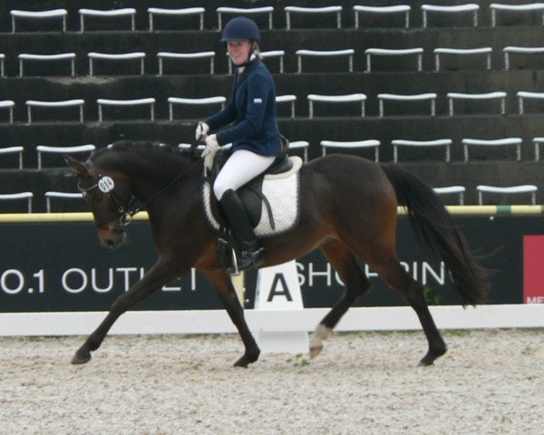 broodmare Beryll emg (German Riding Pony, 2010, from Bazooka)