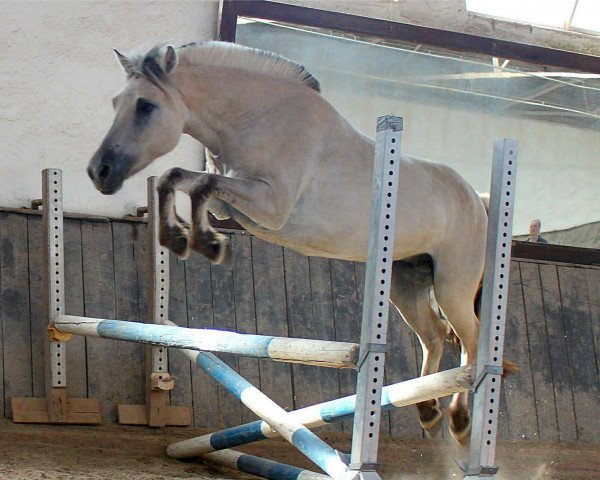 broodmare Girly Grey (Fjord Horse, 2009, from Kelvin)