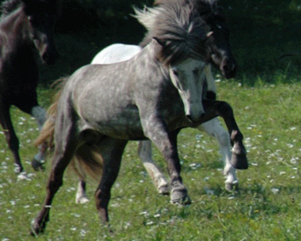 stallion Geysir fra Sigtun (Iceland Horse, 1998, from Gustur fra Holi)