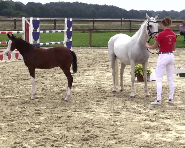 Stuten- und Fohlenschau Marl 2021