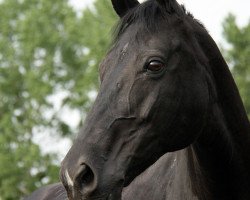 broodmare Damira 9 (Westphalian, 1999, from Danny de Vito 2)