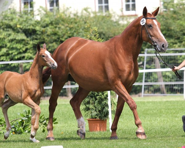 broodmare Loona Girl (Oldenburg show jumper, 2002, from Landgold)