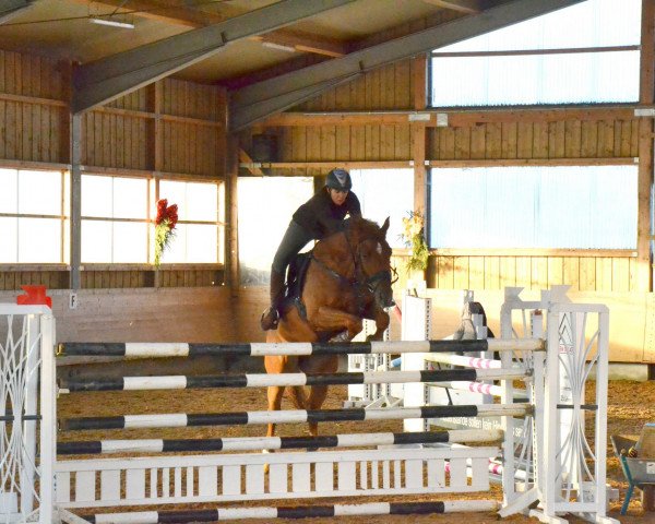 jumper Kabricius 3 (Trakehner, 2006, from Fabricio)