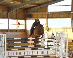 jumper Kabricius 3 (Trakehner, 2006, from Fabricio)