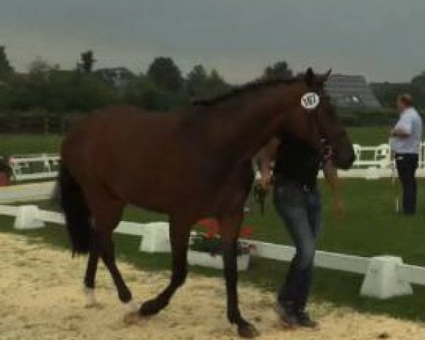 broodmare Congress de Ferra (Westphalian, 2010, from Congress)