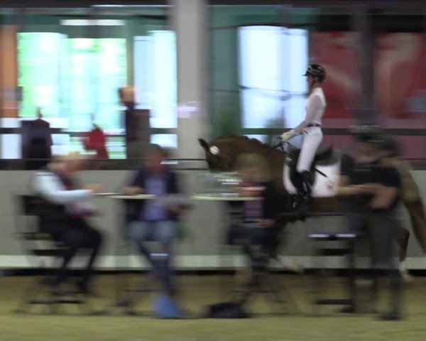 Stutenleistungsprüfung Münster-Handorf 2021