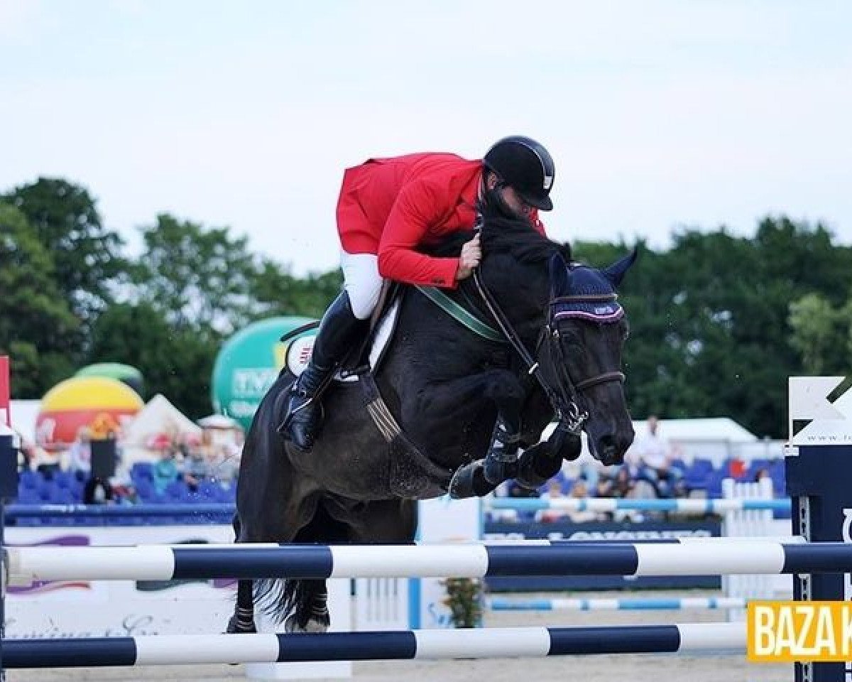 horse Dr. Oklund (KWPN (Royal Dutch Sporthorse), 2003, from Oklund)