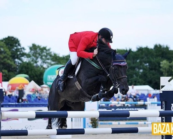 horse Dr. Oklund (KWPN (Royal Dutch Sporthorse), 2003, from Oklund)