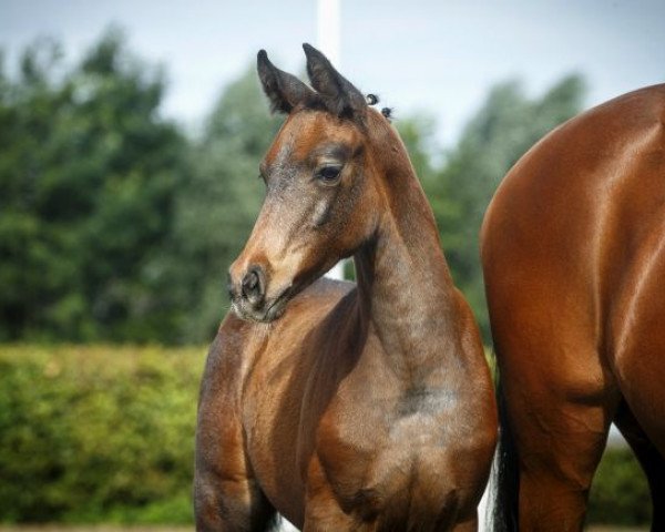horse Vicy (Violante) (German Riding Pony, 2014, from Vasco)