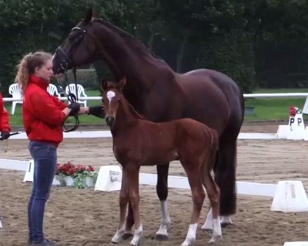 horse Qumaira 12 (Westphalian, 2014, from Quotenkoenig 2)