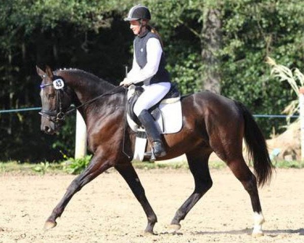 Dressurpferd Everest 42 (Deutsches Sportpferd, 2009, von Eden Rock xx)