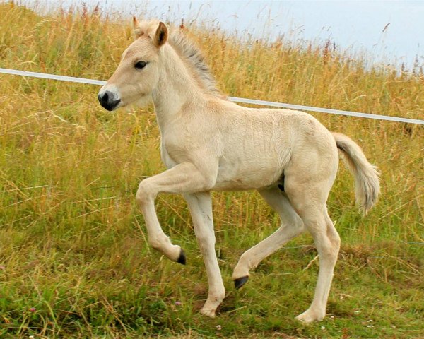 horse Kismo (Fjord Horse, 2014, from Kalino)