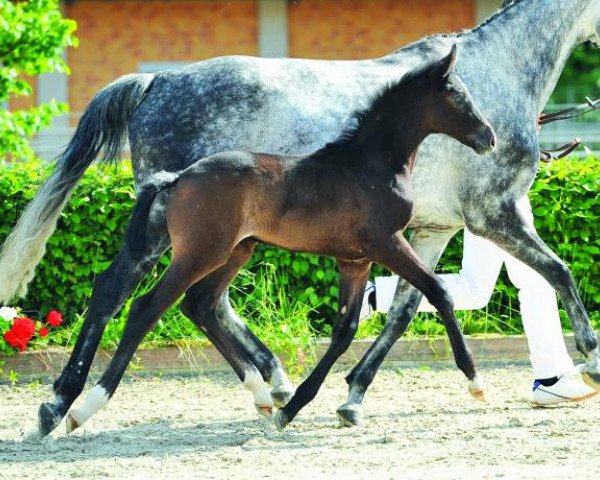 jumper Ciacomina (German Sport Horse, 2014, from Ciacomini)