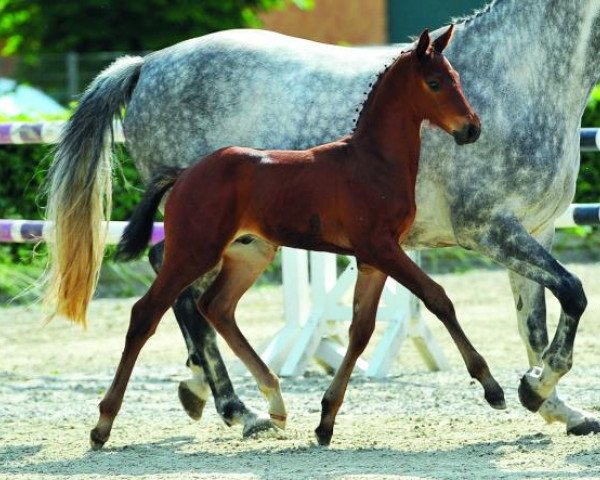 horse Chacco Chacco (German Warmblood, 2014, from Chacco Me Biolley)