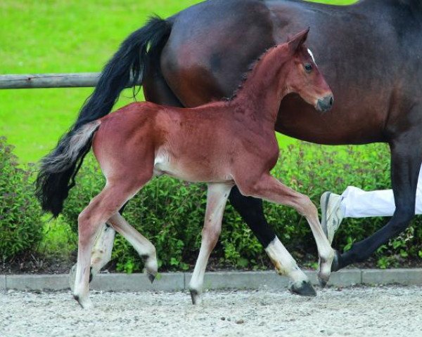 horse Best Souvenir (German Sport Horse, 2014, from Best of Gold)