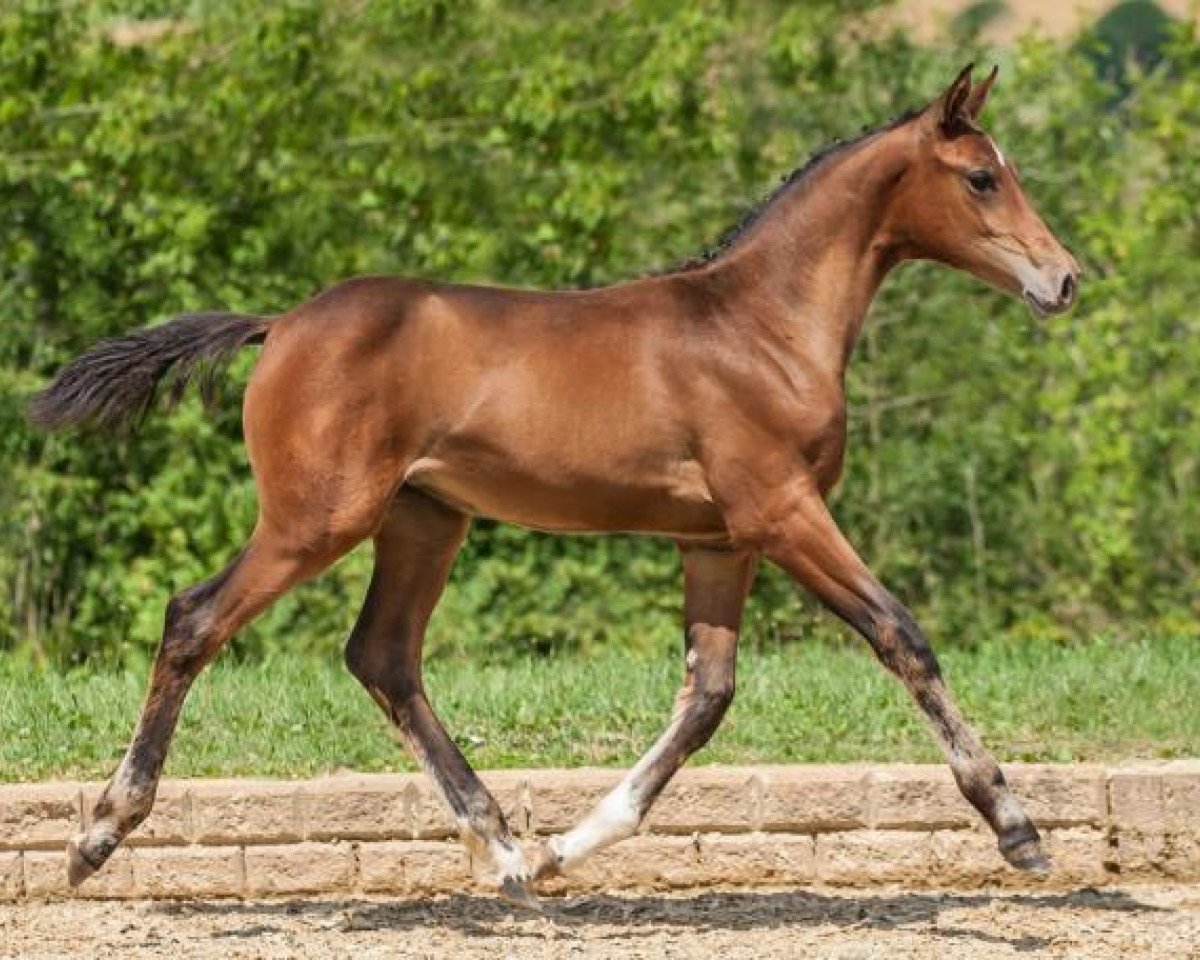 Springpferd Palimera Ge (Deutsches Sportpferd, 2014, von Balou du Rouet)