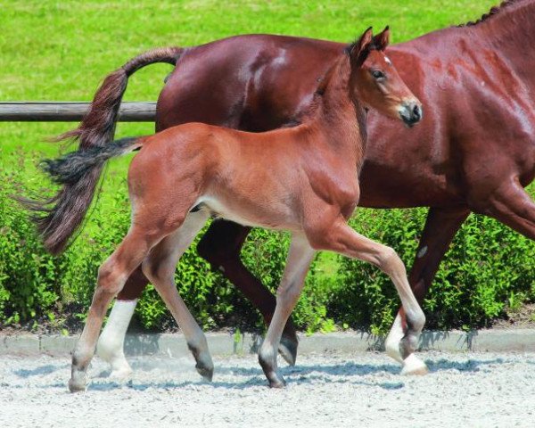 horse Ampeeri (German Sport Horse, 2014, from Ampère)