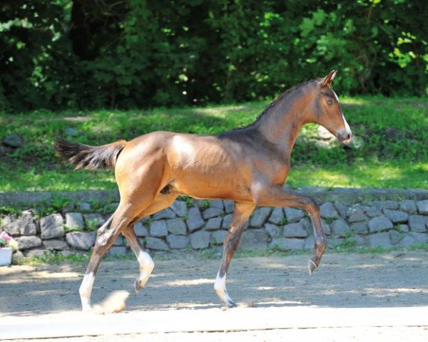 horse Ampero (German Sport Horse, 2014, from Ampère)